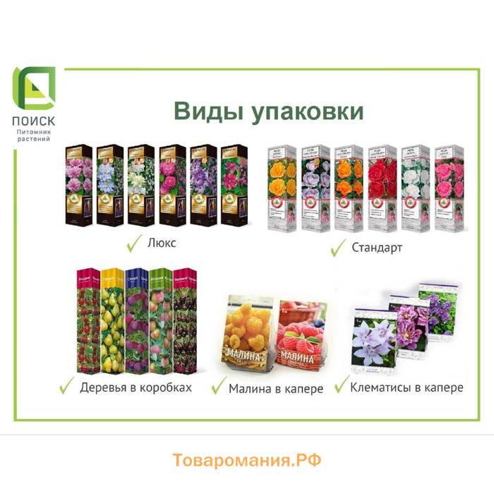 Клематис крупноцветковый "Вероника Чойс" 1 шт, туба, Весна 2025